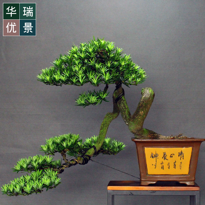 低价精品如派造型罗汉松盆景 办公居家盆栽 四季常青植物室内松柏