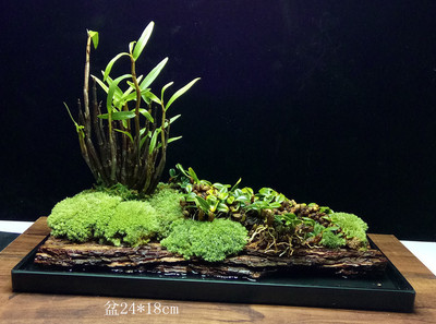 野生米金钗石斛兰花苗米斛 绿植花卉盆栽盆景植物铁皮石斛菖蒲