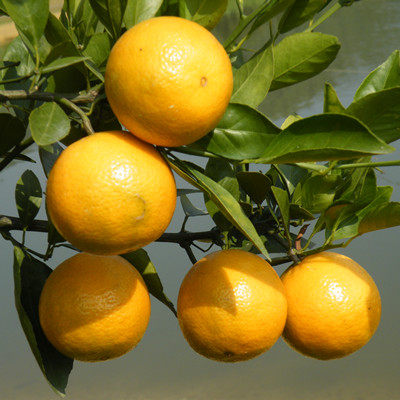 柑橘类水果有哪些养生保健功效