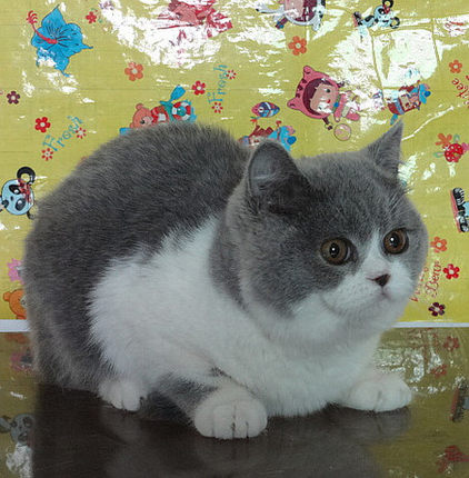皇城名猫 纯种赛级双蓝眼白色苏格兰折耳猫幼猫净梵文梵花梵纹_7折