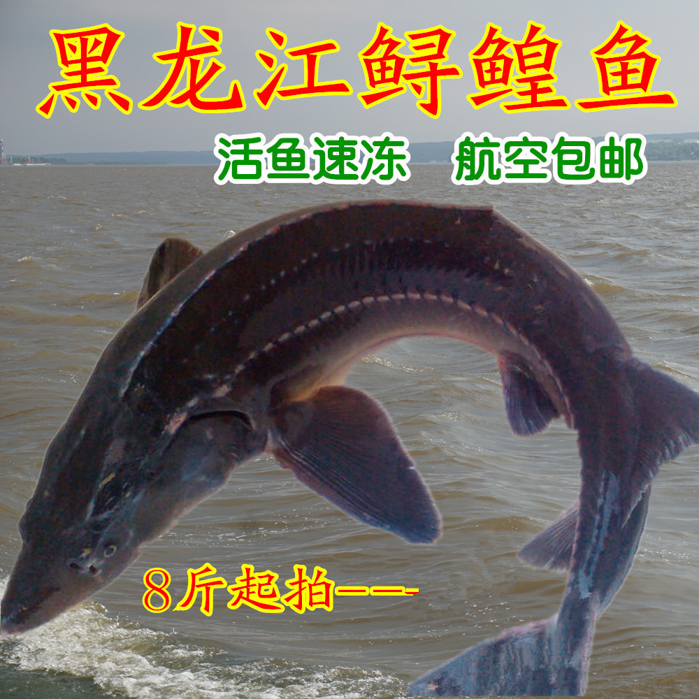 整条航空包邮 鳇鱼七粒浮子鱼鲟龙鱼活鱼速冻 黑龙江野生江鱼鲟鱼