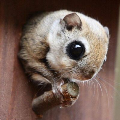 自家繁殖睡鼠微型拇指松鼠活体宠物链接日本大眼飞鼠蜜袋鼯鼠包邮