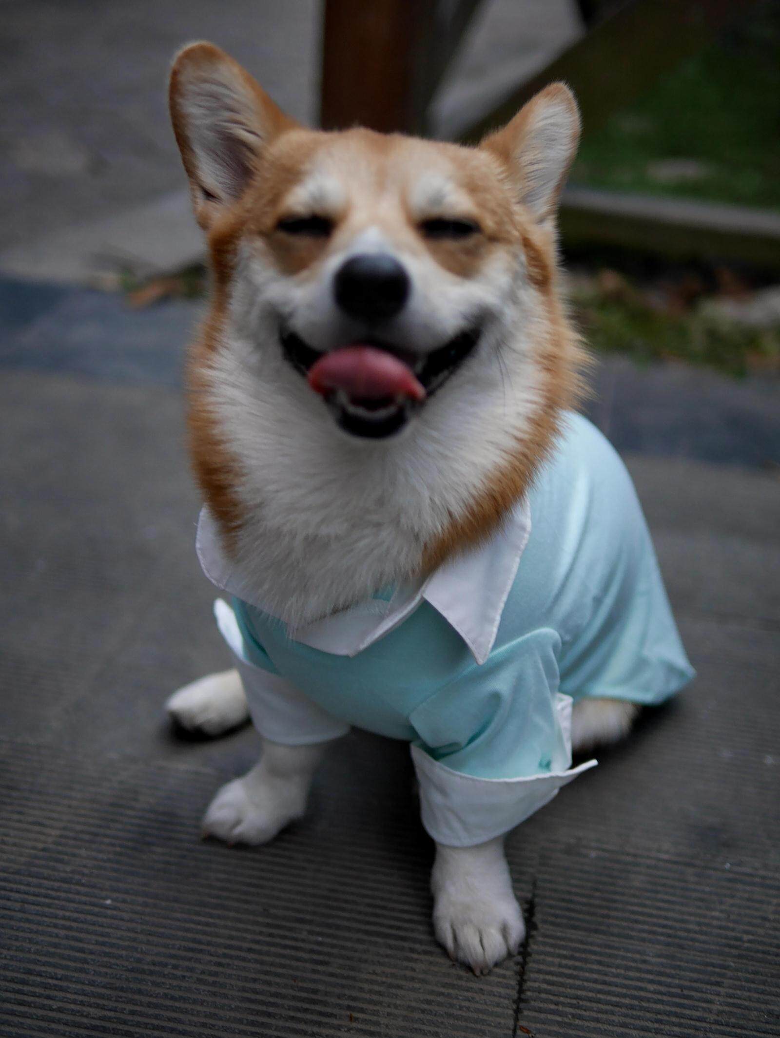 淘宝热卖的宠物装扮推荐