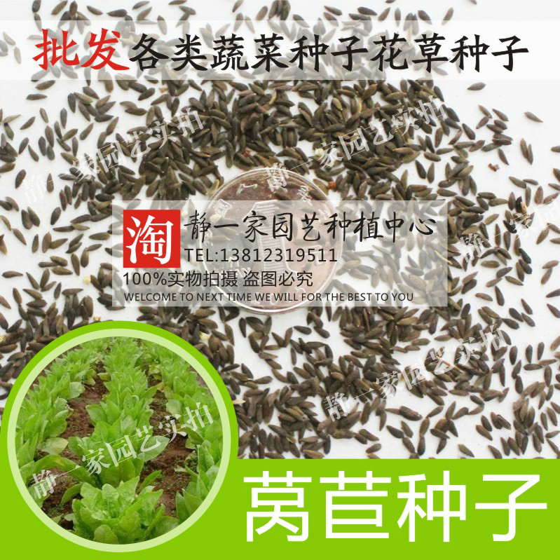 特价蔬菜种子批发_莴苣种子批发莴笋蔬菜籽 庭院阳台四季可播春秋二月