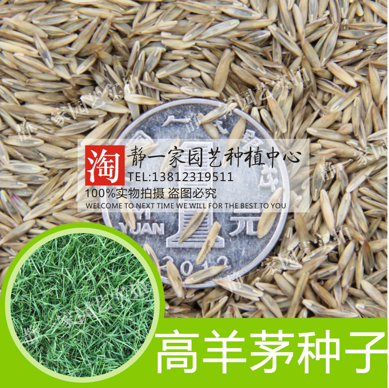 特价草坪种子 免修剪