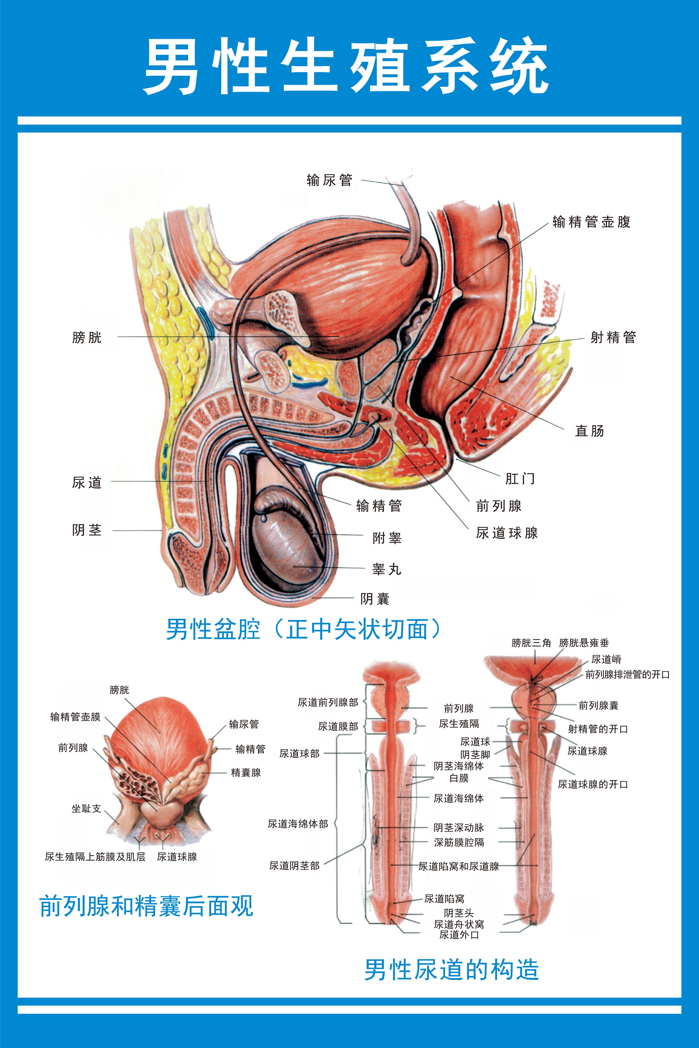 男科用药