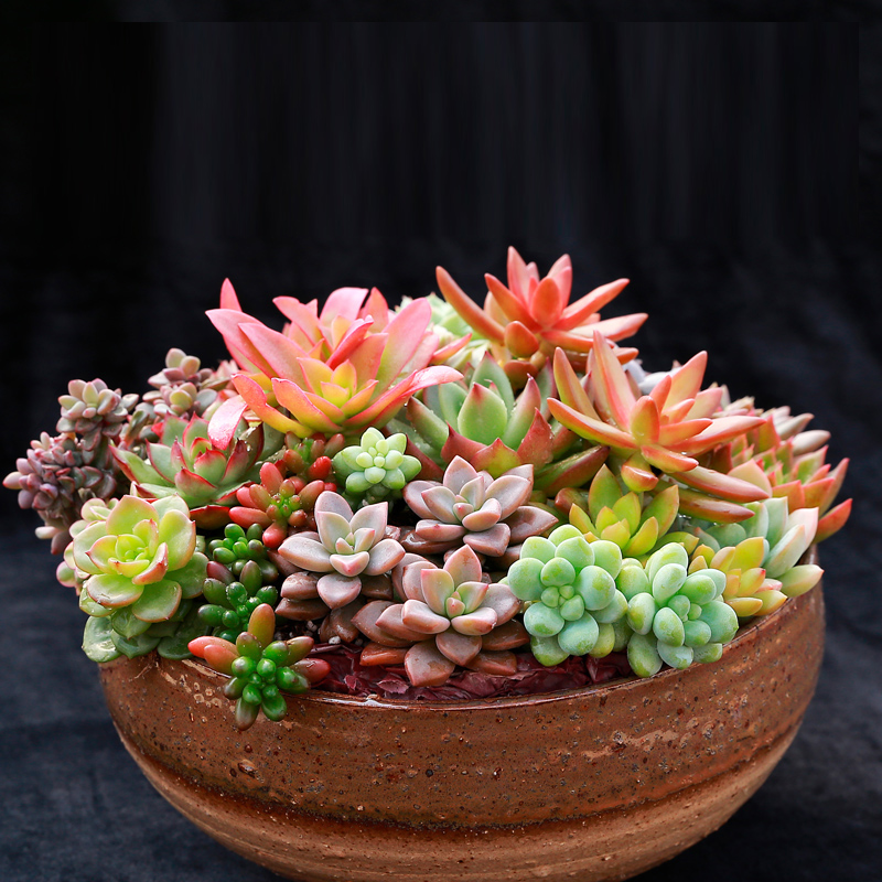 多肉植物组合盆栽办公室绿植室内阳台庭院种观音莲吉娃娃四季花卉