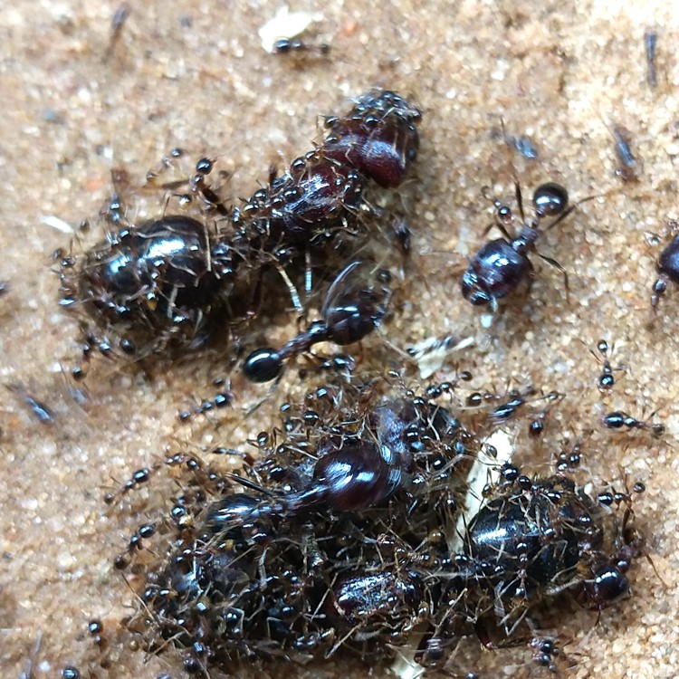 一折异宠物_森林蚂蚁 宠物蚂蚁 全异巨首蚁优惠券