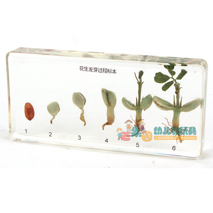 蒙特梭利蒙氏科学教具早教幼儿园亲子园生长史标本 花生发芽过程m