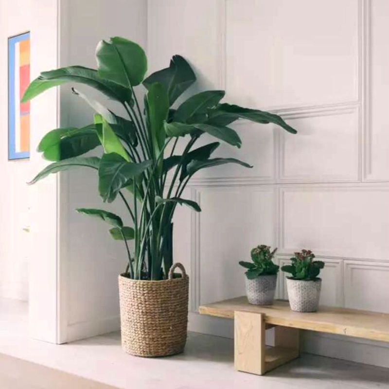 美好花园 室内观叶植物 造景绿植birds of paradise 天堂鸟包邮