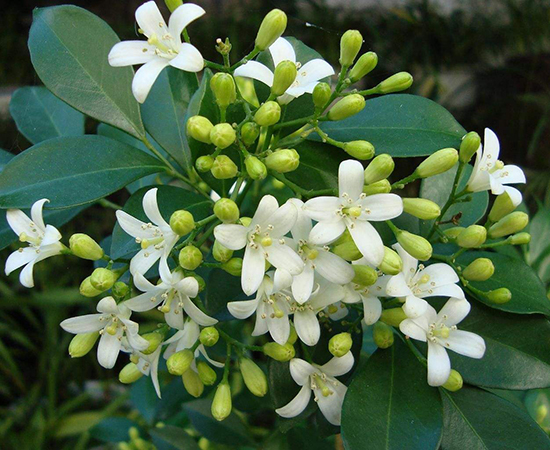 九里香 七里香 多年生植物 四季常绿 木本植物 去驱蚊 除甲醛