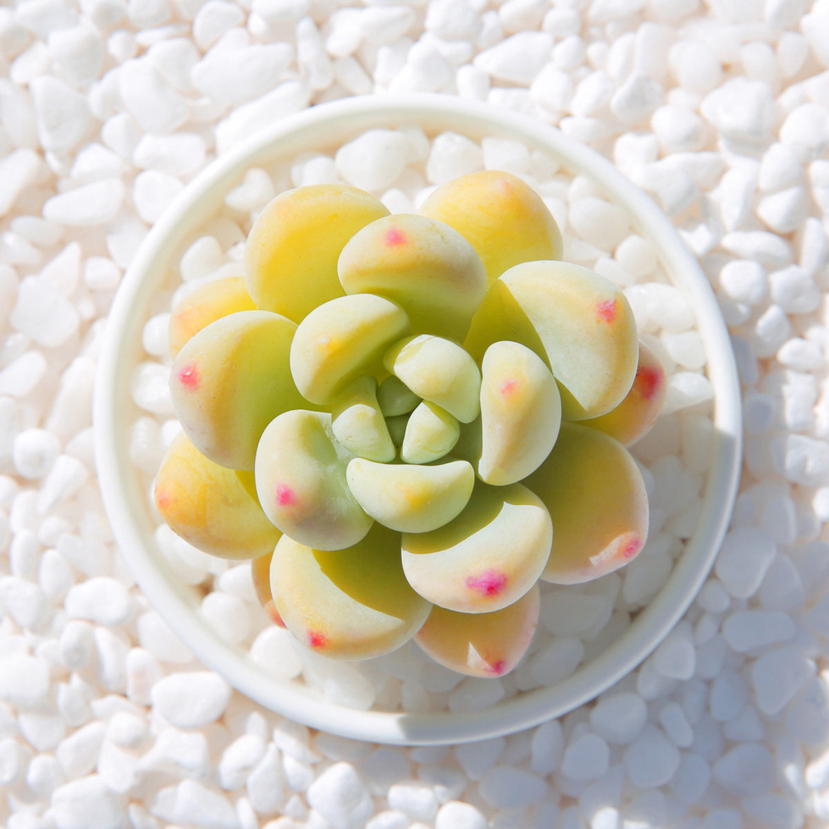 劳尔多肉植物