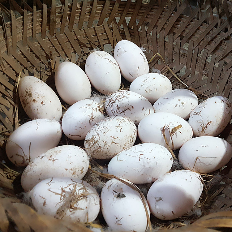 包邮 新鲜 鹅蛋农家散养土鹅蛋孕妇胎毒12枚天然处子蛋生态大鹅蛋包邮