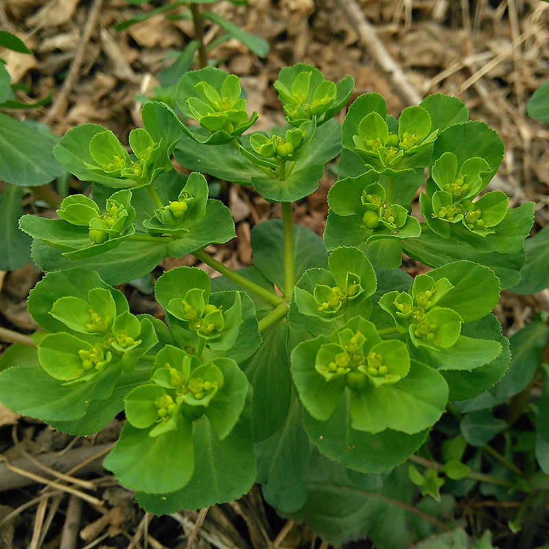 新鲜野生现采干大小猫猫眼猫眼草猫儿眼泽漆五朵云猫娃眼药材包邮