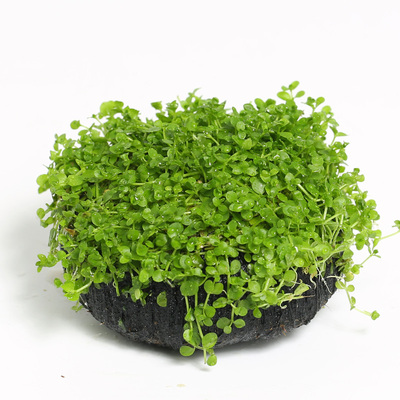 爬地珍珠水草 水族箱鱼缸造景真水草 珍珠草趴地珍珠水草活体2203