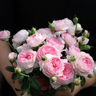 天狼月季成品美植袋苗玛格丽特王妃藤本拱门花园爬藤植物花卉玫瑰