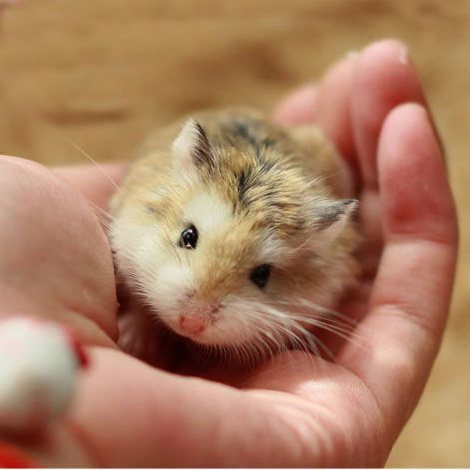 仓鼠活体 奶茶鼠_包邮活体仓鼠仓鼠宝宝奶茶老公公老婆婆活体宠物送