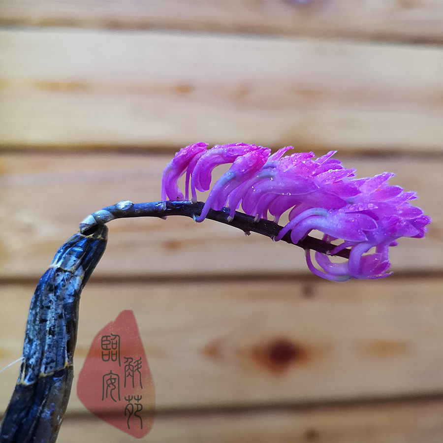 特价石斛兰_泰国品种红牙刷石斛 品种纯 兰花石斛 花漂亮 临安斛苑