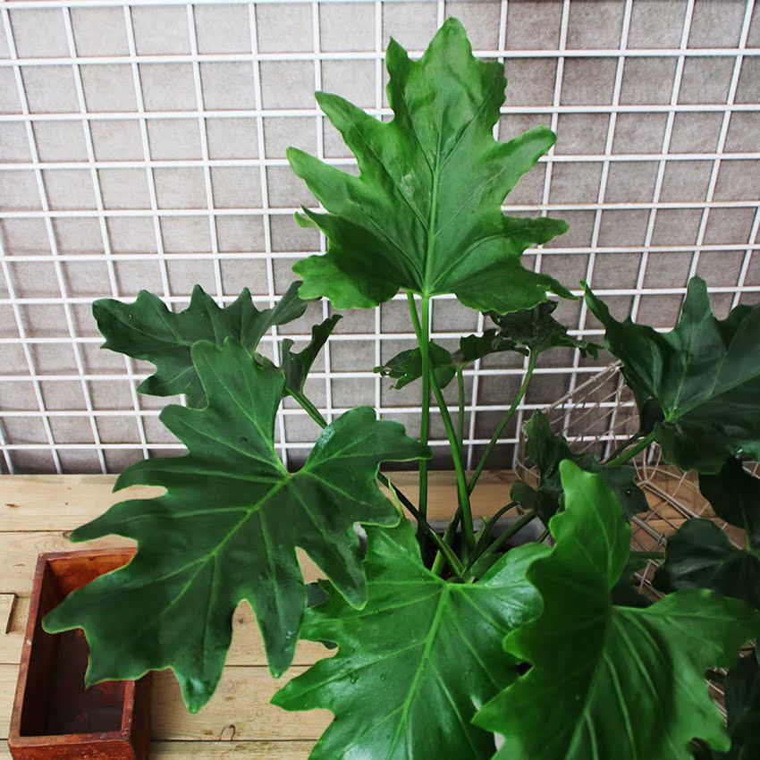 竹芋 观叶植物喜阴植物绿植室内盆栽水培植物净化空气 青苹果竹芋图片