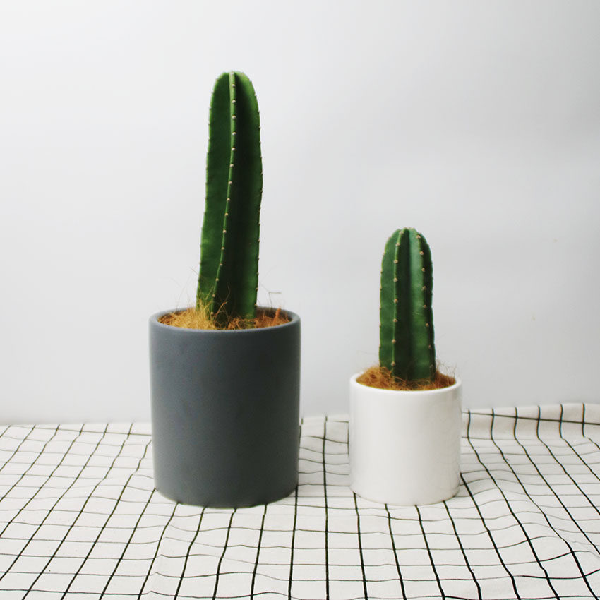 natural 量天尺 大棵仙人掌 多肉植物 盆栽北欧ins爆款绿植包邮