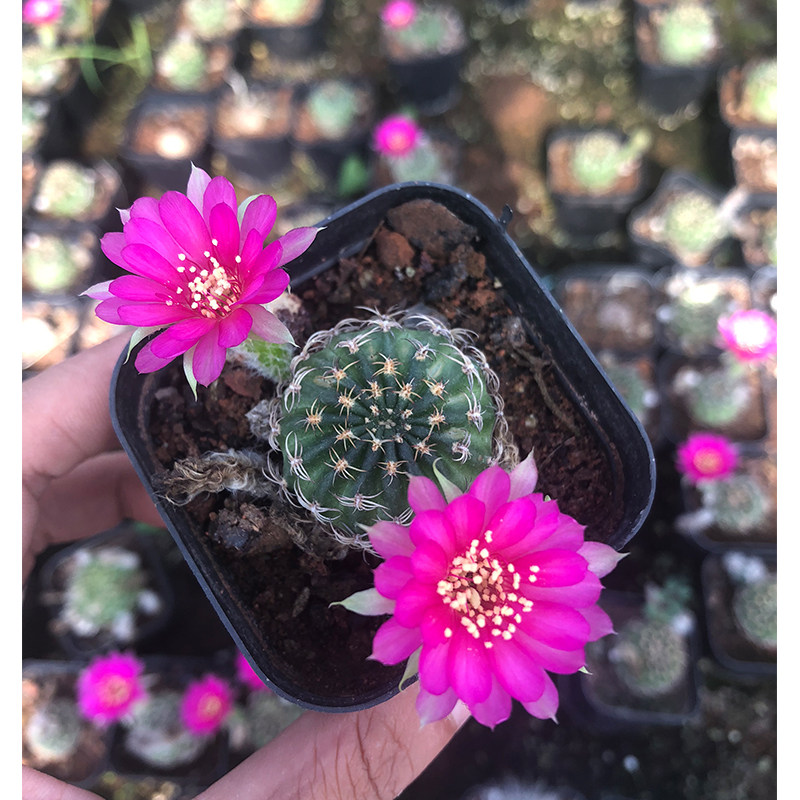 仙人球_阳圣丸 阳春丸 自生根仙人球 开花 软刺 多