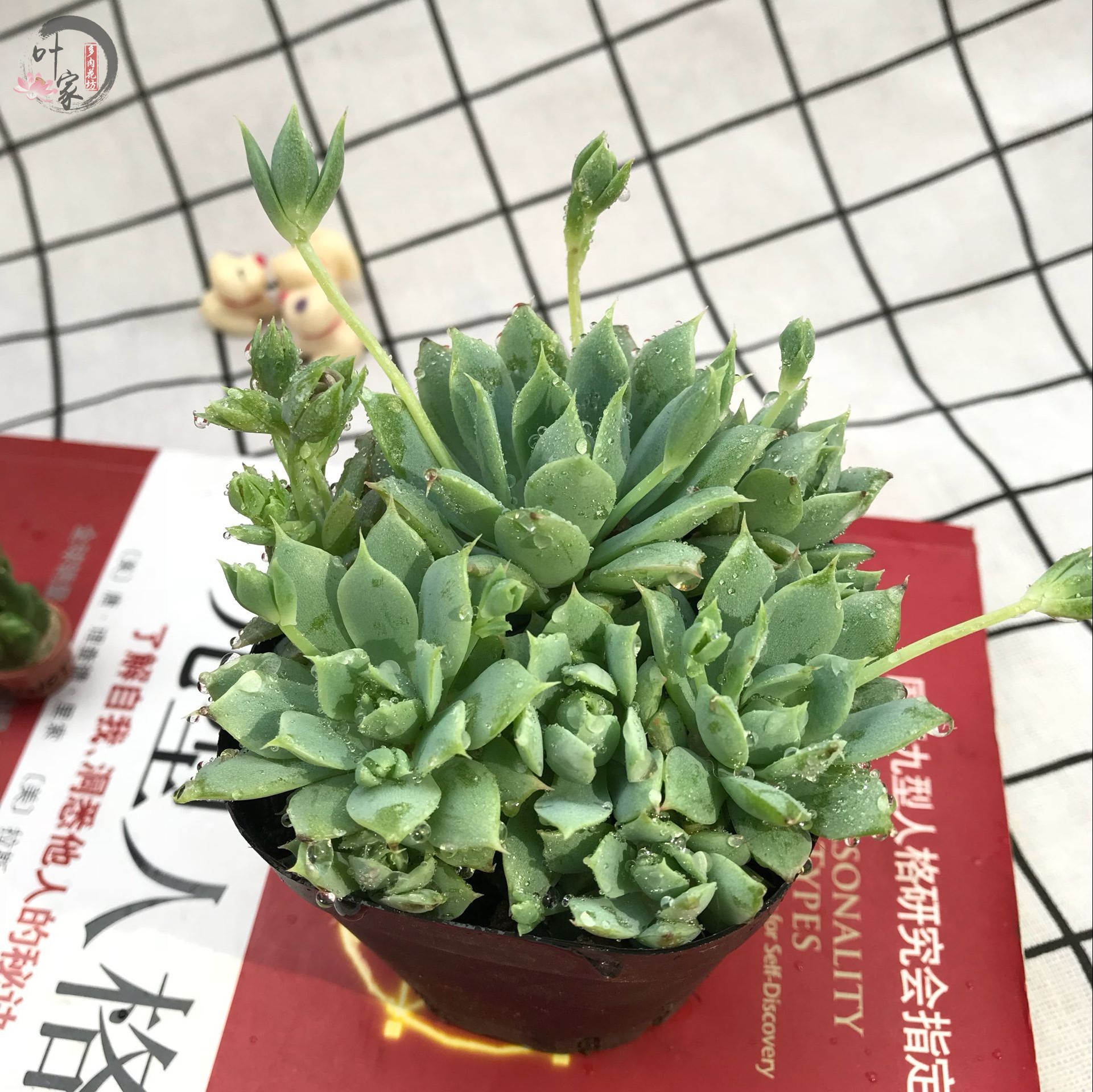蔓莲 多肉群生侧芽 浅绿色多肉植物 办公室绿植花卉盆栽特价包邮