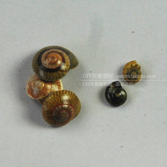 月螺 迷你小海螺黑色杂纹螺蜗牛螺 微景专用海螺 粘帖