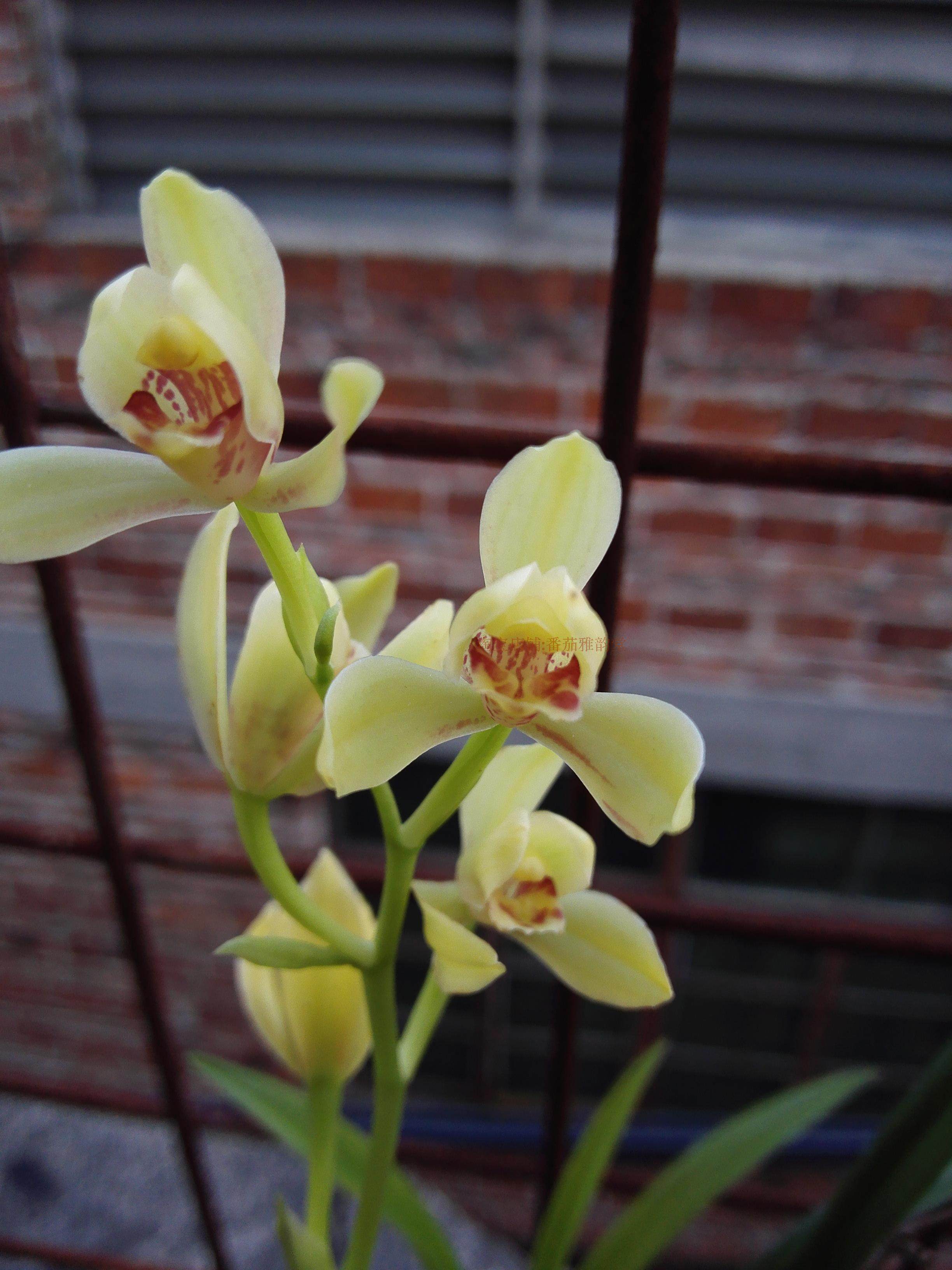 【秋香】300一盆顺丰包邮(一盆2苗)建兰四季兰