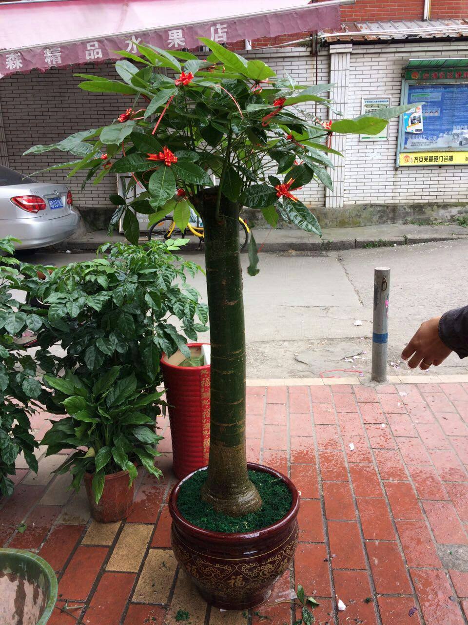 热销发财树盆景大