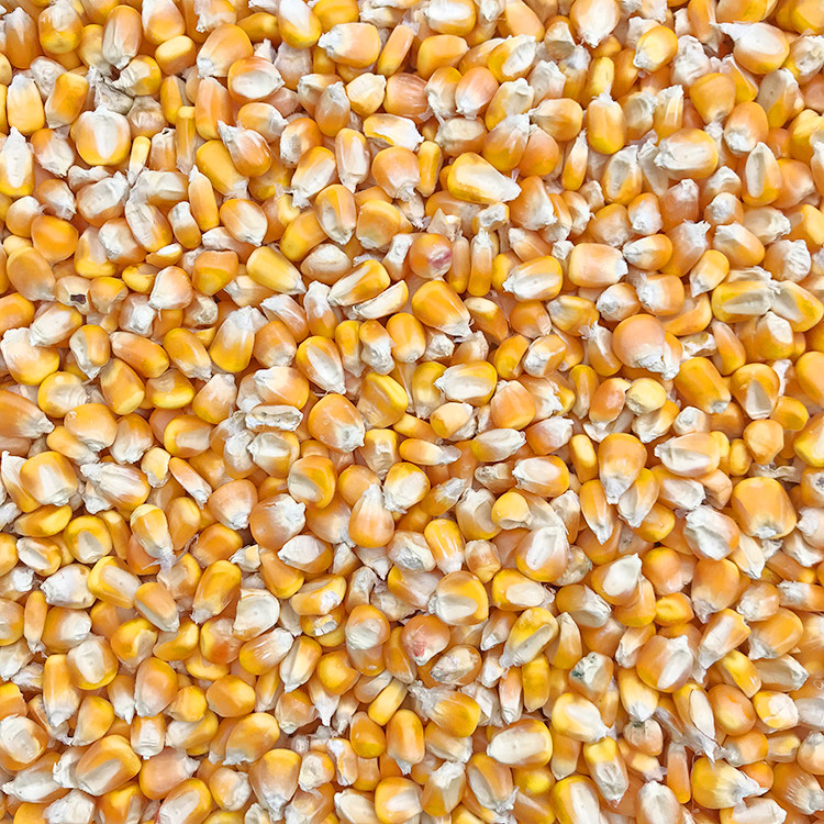 鸽子保健砂 整箱_新农家玉米籽 500克干玉米粒棒粗粮可做鸽子鸡鸭鸟食