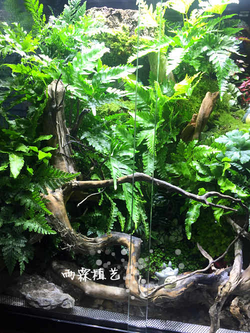 雨霖大型定制微景观水陆雨林缸生态缸造景景观爬虫缸套餐玻璃鱼缸