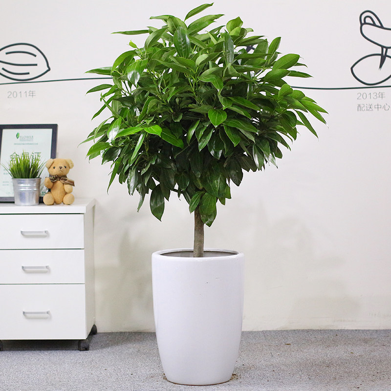 幸福树盆栽 小_平安树幸福树盆栽大型绿植花卉树苗小盆栽室内客厅办公