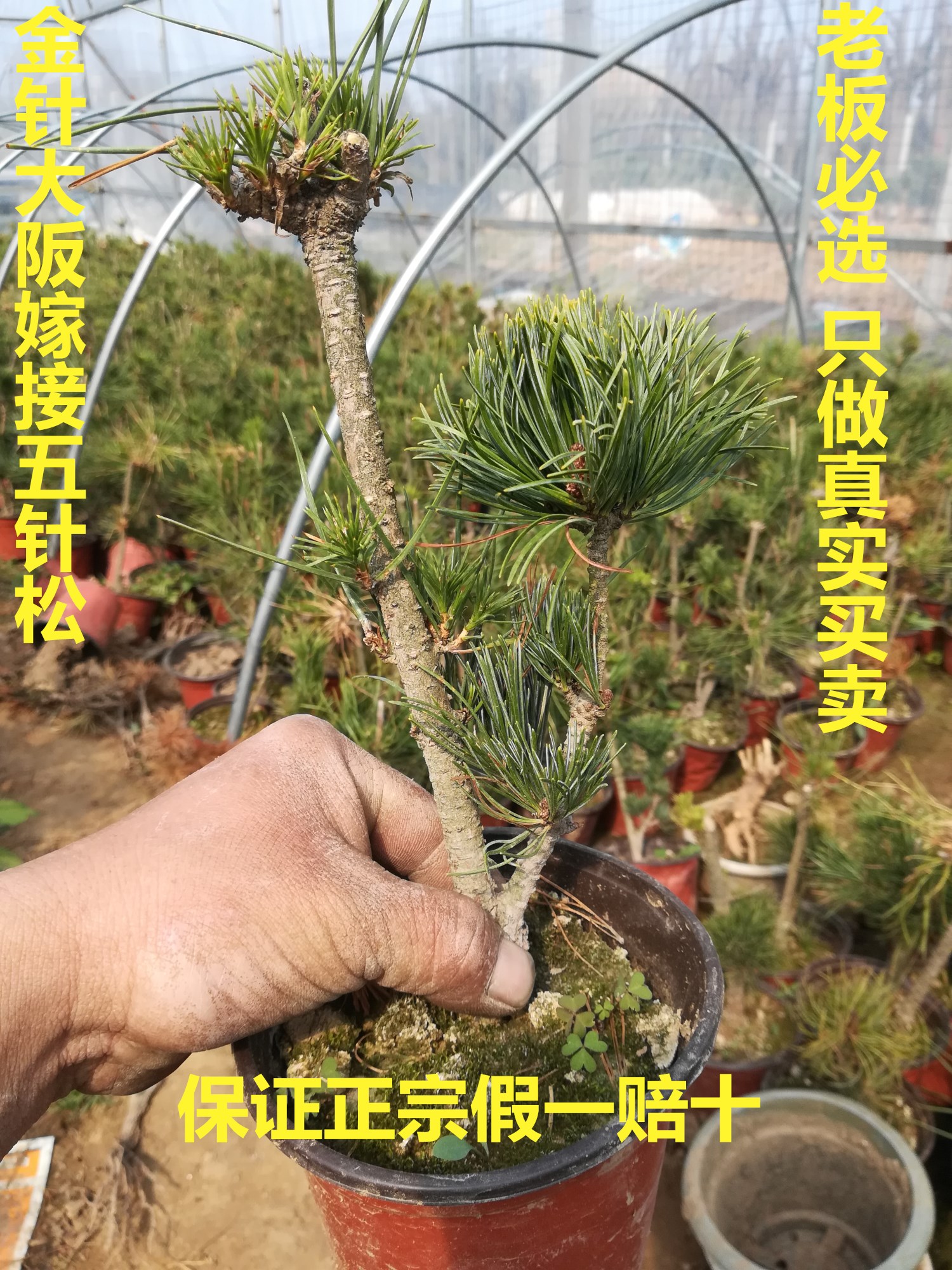 查看淘宝正宗日本嫁接五针松小苗 松树造型盆景苗 黑松嫁接短针大阪松