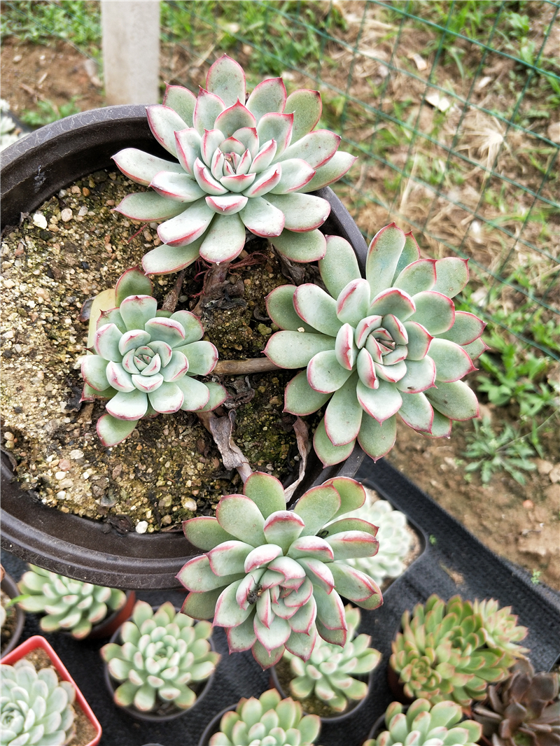 热销雪橙 红肉_花月夜一物一拍红边月影多肉植物庭院雨燕座雪球橙梦露