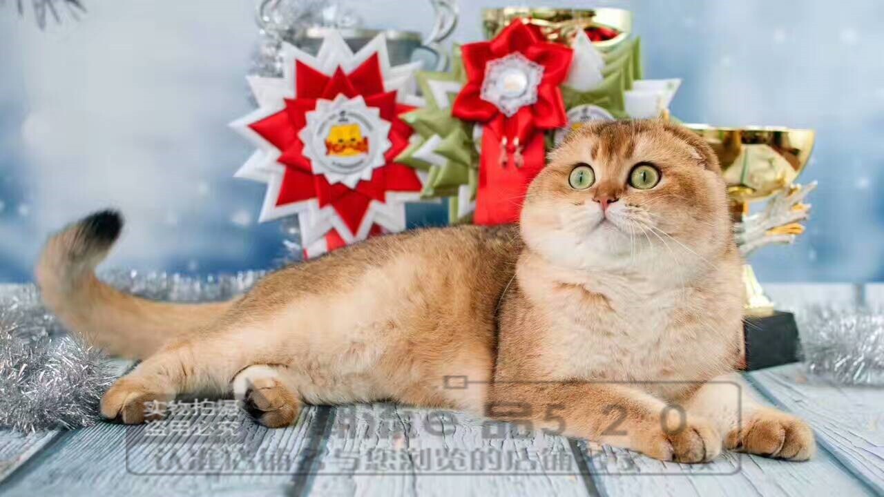 苏格兰折耳猫活体
