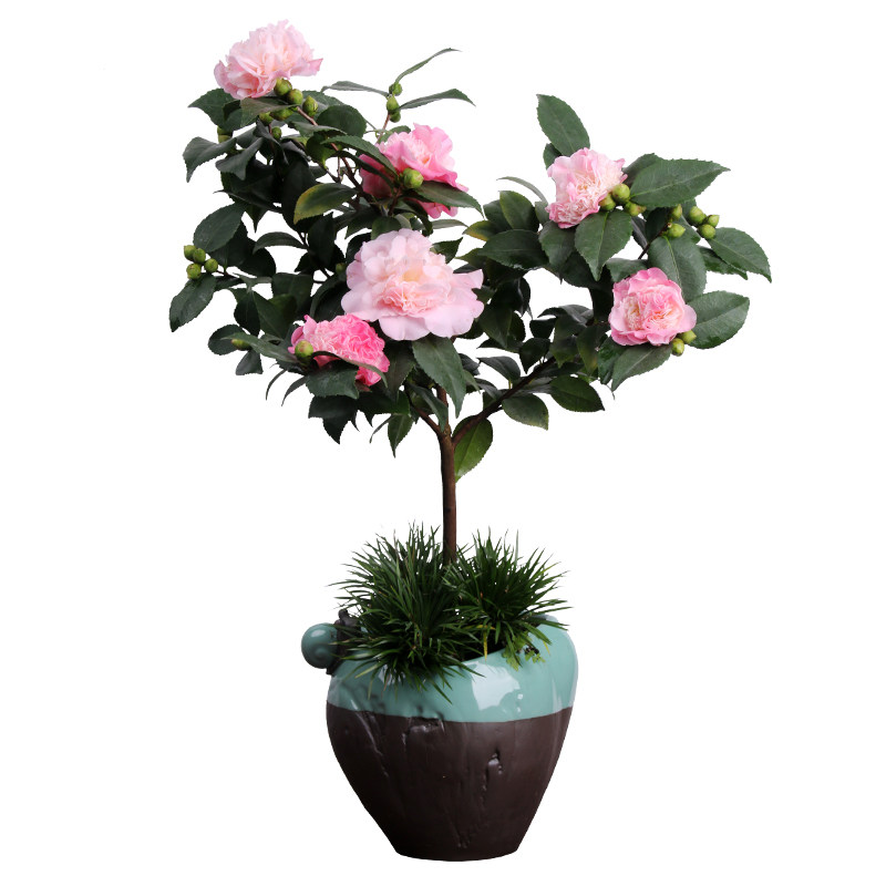 当茶花花谢后,叶芽萌动时,要及时施以氮肥,促使发芽长叶.