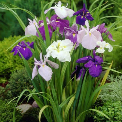 美国红花薄荷 红薄荷盆栽 苗 全株俱香气 盆栽观赏花境景观美化_不