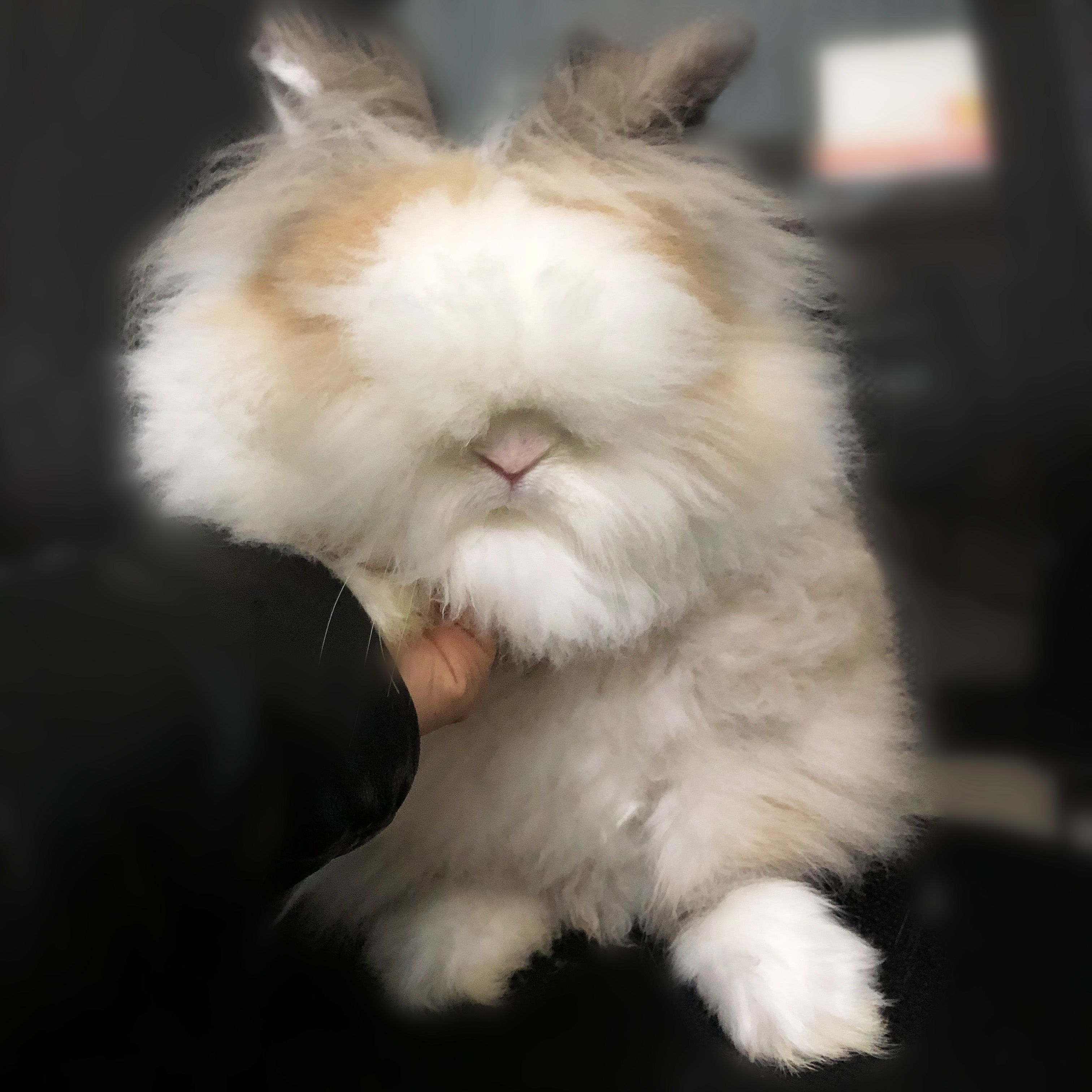 宠物兔_新年礼物宠物兔盖脸猫猫兔活体侏儒兔猫猫兔垂耳兔兔子活体