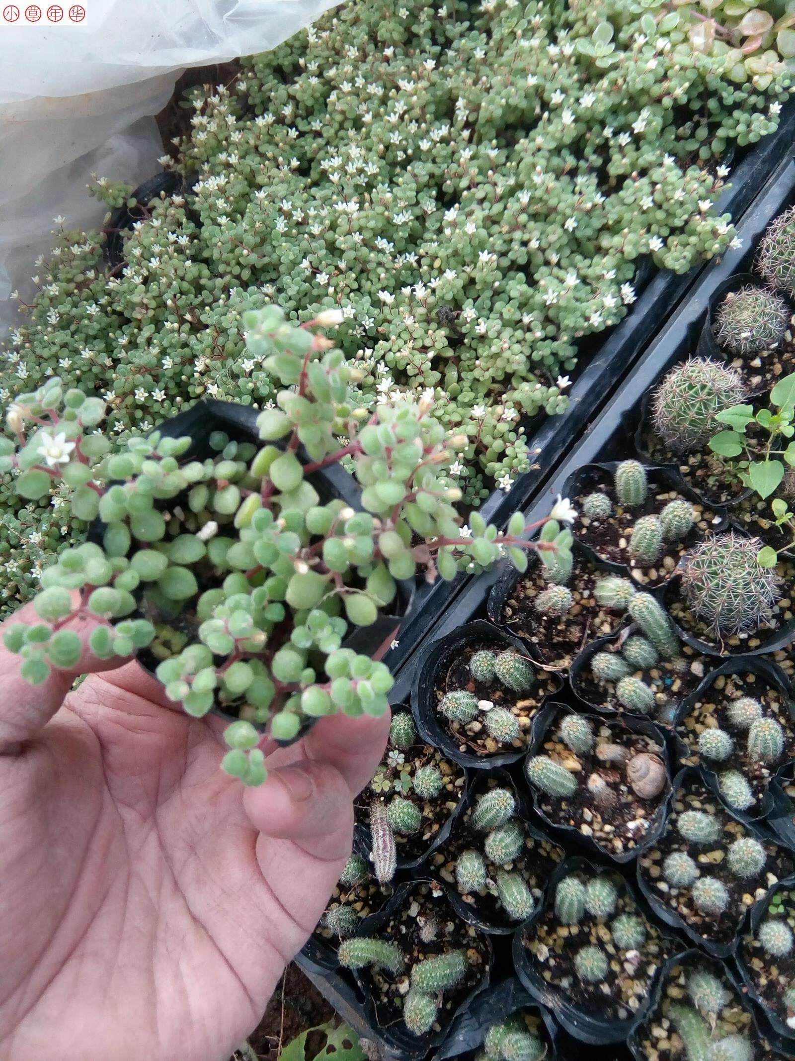 一折波尼亚食品旗舰店_波尼亚 淡香青锁龙 景天 护盆草 能晒成黄色