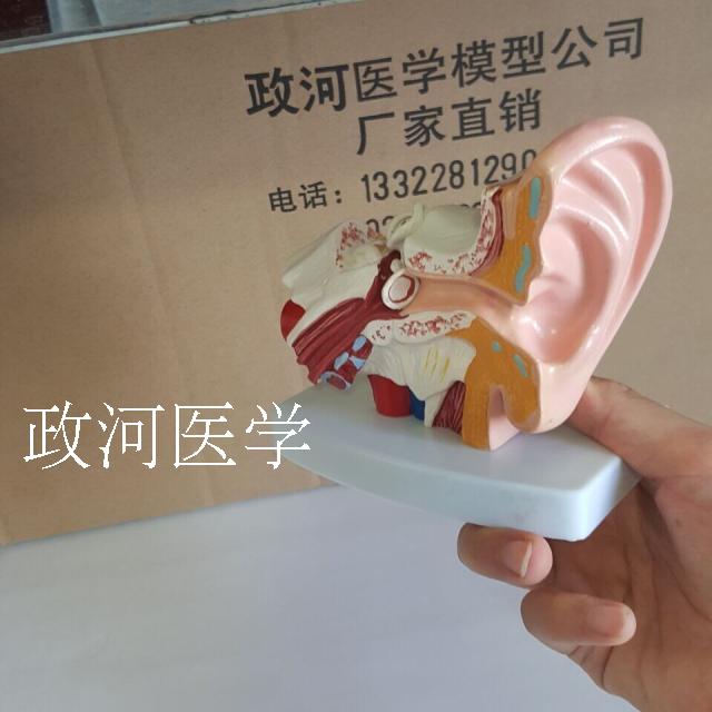 耳模型 耳朵解剖结构 内耳迷路模型耳鼻喉科 人体听觉