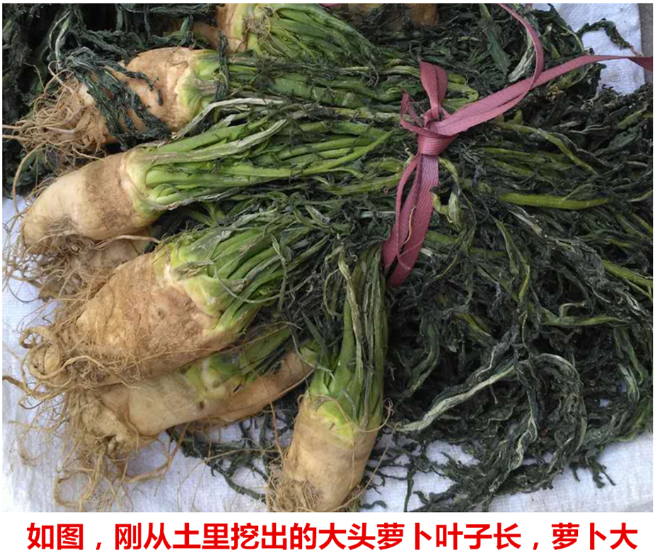 腌制大头萝卜辣妹子 新鲜上市 湖南永州土特产 鲜脆爽口