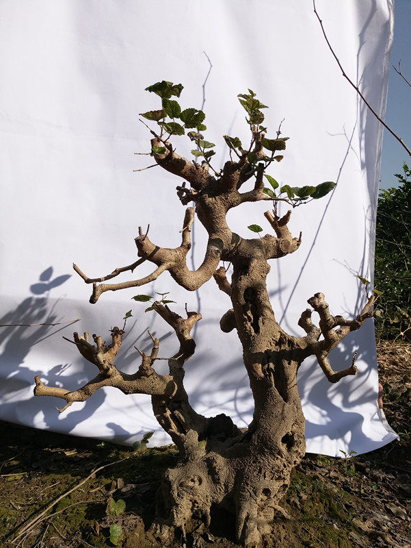 桑树苗桑椹造型盆景老桩盆景植物绿植室内盆栽小叶桑树办公桌绿植