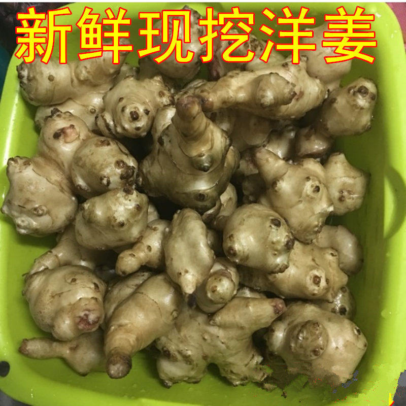一折洋生姜_大山特产山里农家野生新鲜洋生姜生姜芋野姜鬼子姜菊姜