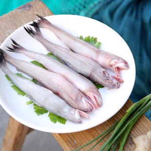 豆腐鱼海鲜水产当天海捕九肚鱼龙头鱼新鲜鲜活500g装