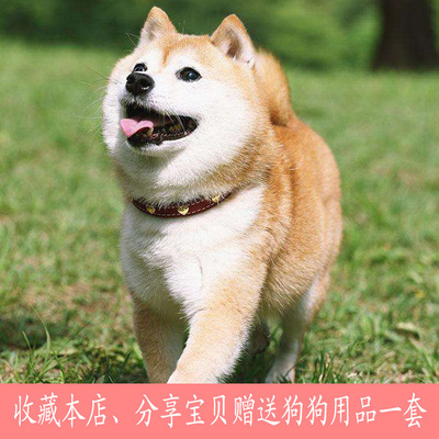 精品柴犬幼犬日本土狗表情包伴侣犬忠诚忠犬八公活体宠物狗包纯种