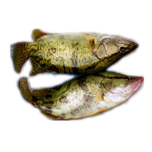 桂鱼桂花鱼季花鱼一条新鲜量大包邮 固城湖新鲜活现杀野生鳜鱼