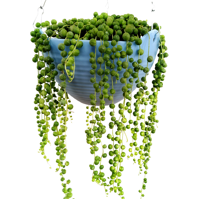 情人泪_超密珍珠吊兰佛珠多肉植物包邮情人泪垂吊绿植30cm室内阳台