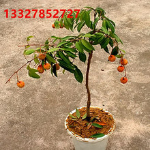 【盆栽荔枝】_盆栽荔枝图片