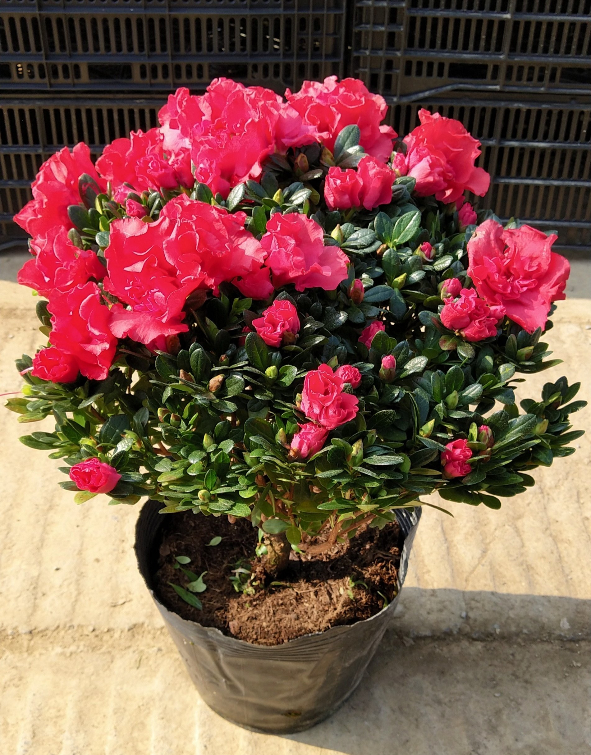 水生杜鹃花 切花 水培花卉_室内小盆栽 杜鹃花苗 四季开花不断 带花苞