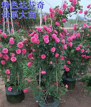 【粉色达芬奇月季】_粉色达芬奇月季图片_价格_一淘网
